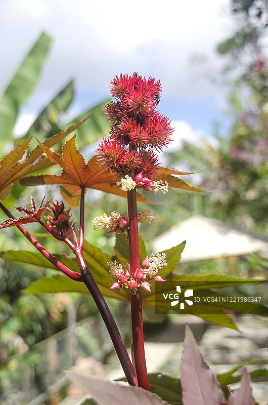 蓖麻籽图片素材