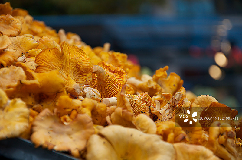 斯德哥尔摩市场瑞典鸡油菌图片素材