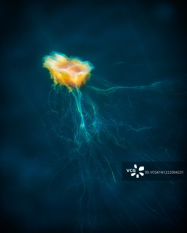 黄色果冻图片素材