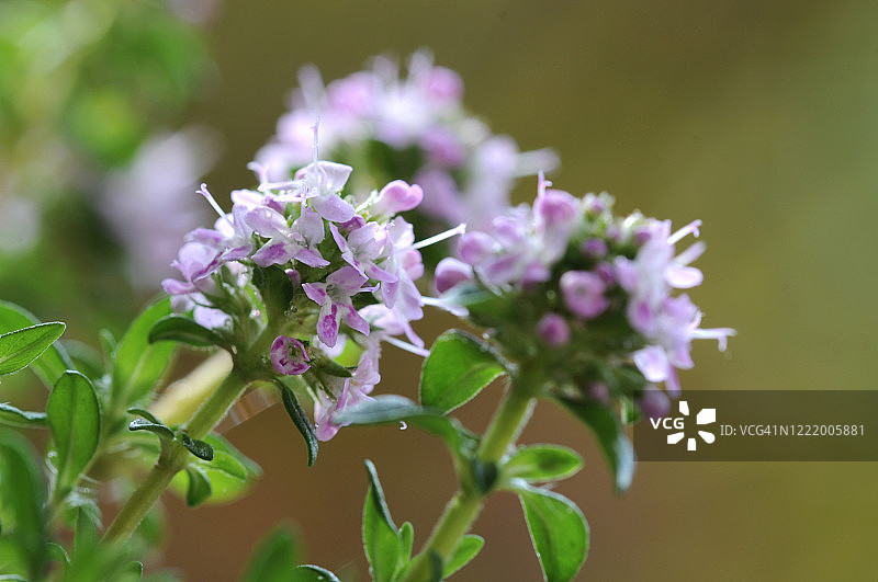 夏季香薄荷图片素材