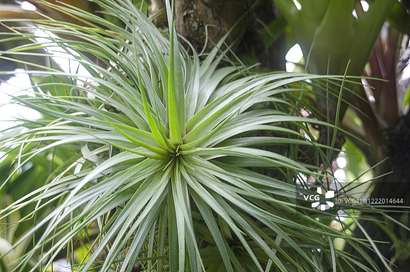 章鱼凤梨图片素材