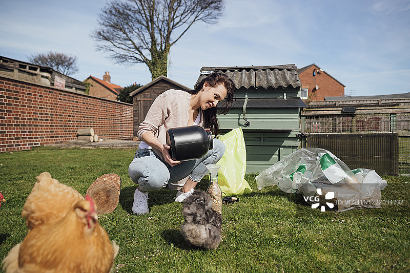 喂宠物鸡图片素材