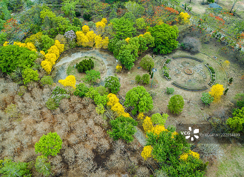 泰国清莱府夏季盛开的金色风铃木（又名黄花风铃木）公园美景（无人机视角）图片素材