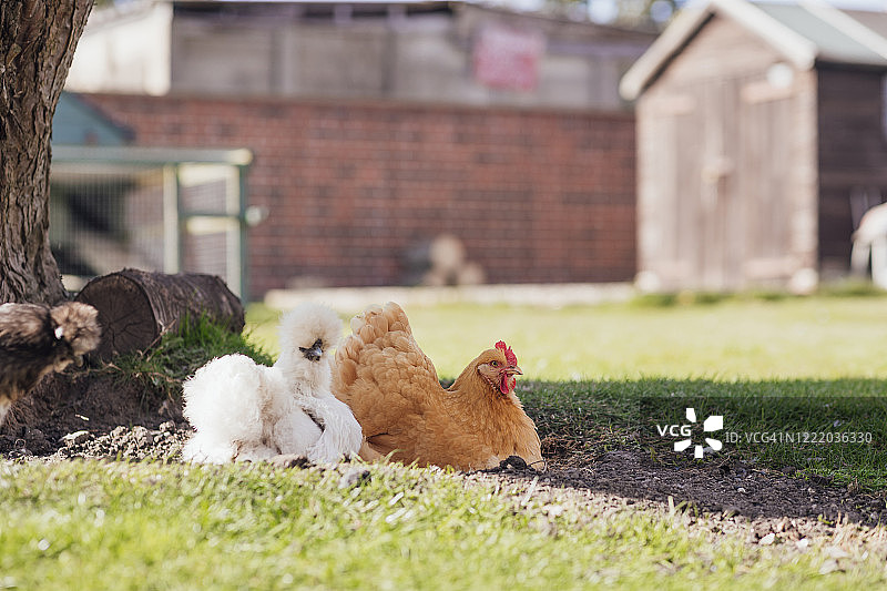 户外放松的母鸡图片素材