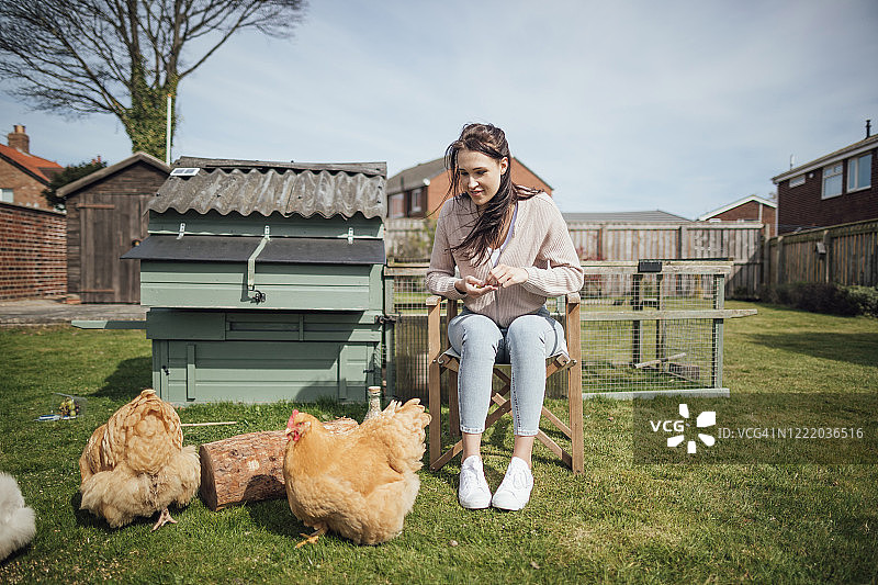照料母鸡图片素材