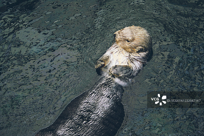 漂浮在水中的水獭图片素材