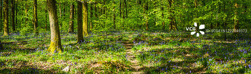 阳光斑驳的林地土路田园风光全景图片素材