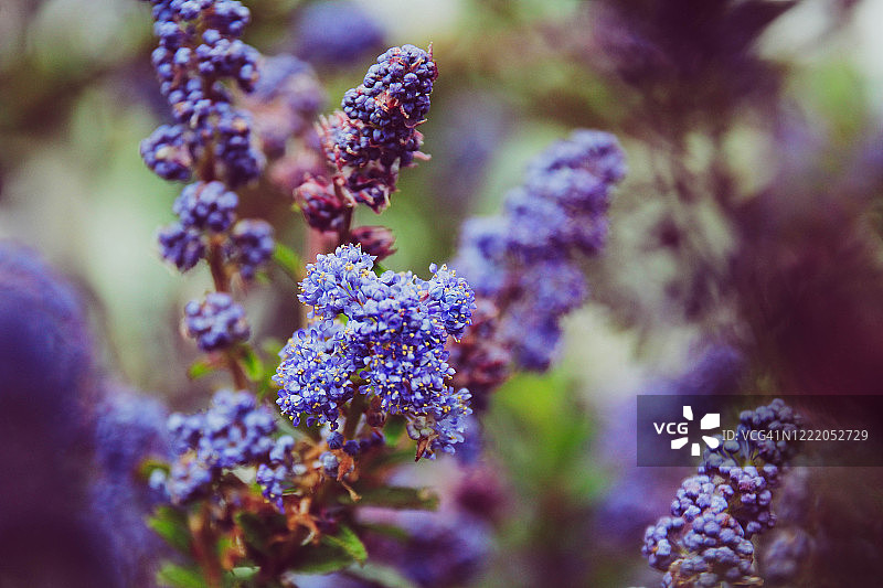 加利福尼亚丁香图片素材