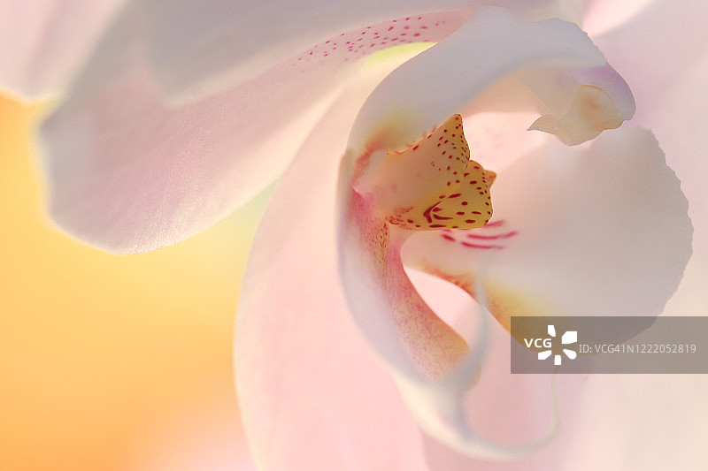 浅橙色背景下单朵浅粉色兰花的柔和逆光特写图片素材