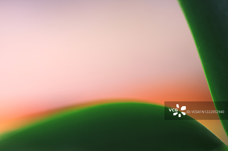 柔和粉橙色背景下的兰花叶图片素材