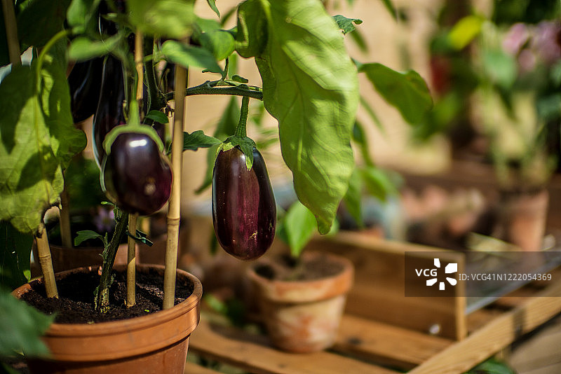 花园温室中盆栽种植的成熟茄子图片素材