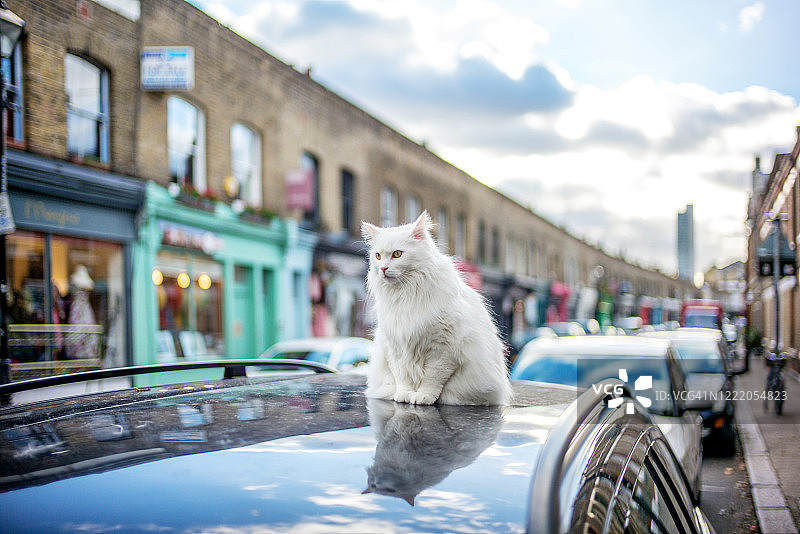 一只在车顶上的白猫图片素材