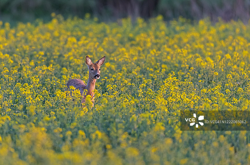 不生育的母鹿图片素材