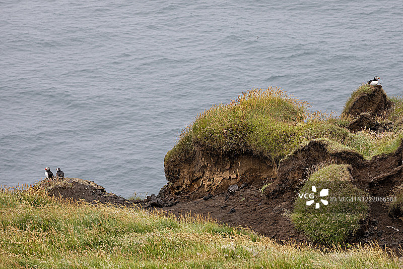 冰岛西人群岛海马岛的Puffin鸟图片素材