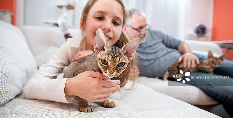 小女孩在沙发上爱抚德文卷毛猫图片素材