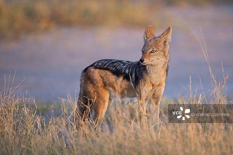 豺狼的画像图片素材