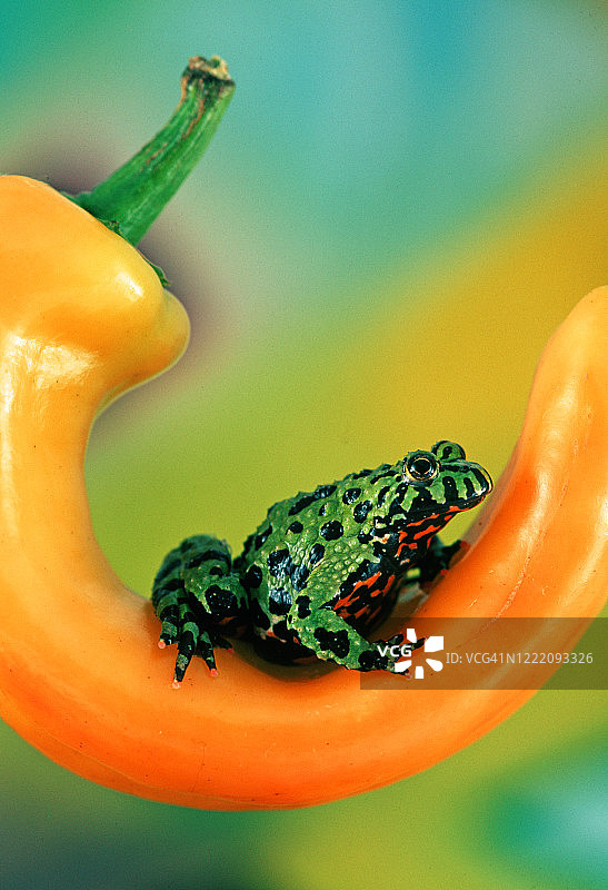 宠物红腹蟾蜍趴在黄色辣椒上图片素材