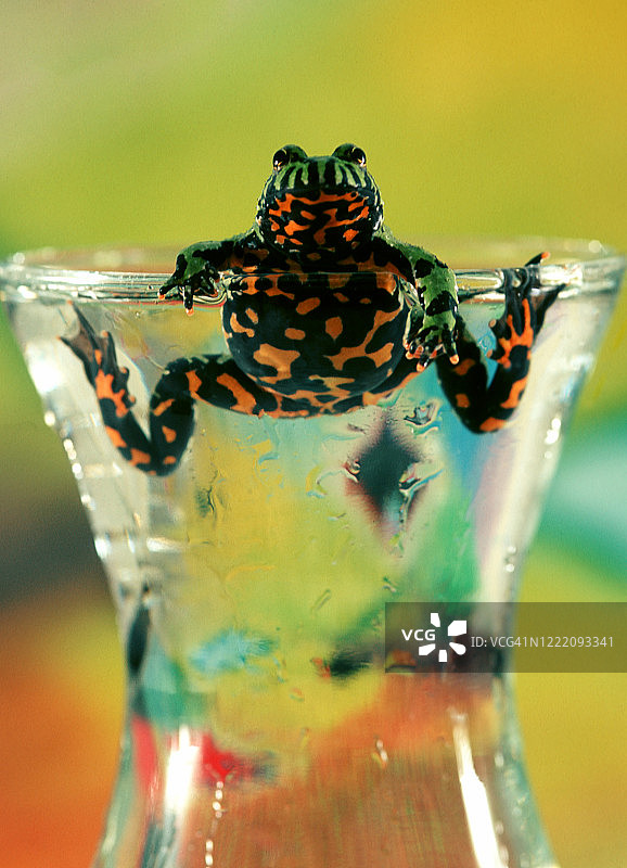 水瓶中的红腹铃蟾图片素材