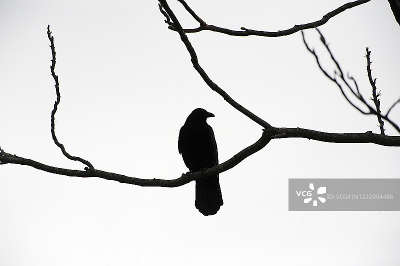 栖息在树枝上的美洲乌鸦剪影图片素材