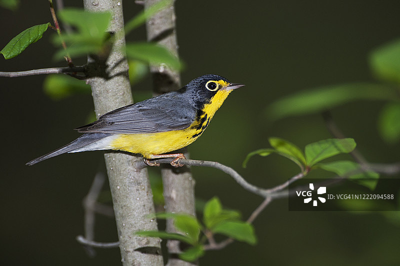 春季迁徙期间的雄性加拿大莺图片素材