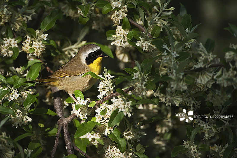 春季迁徙期间的雄性普通黄喉莺图片素材