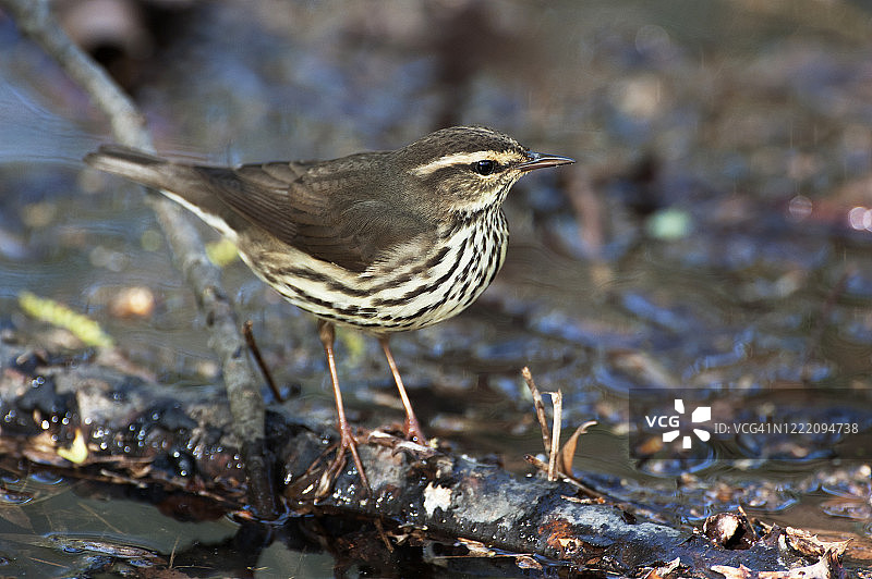 春季迁徙期间的北水鸫莺图片素材