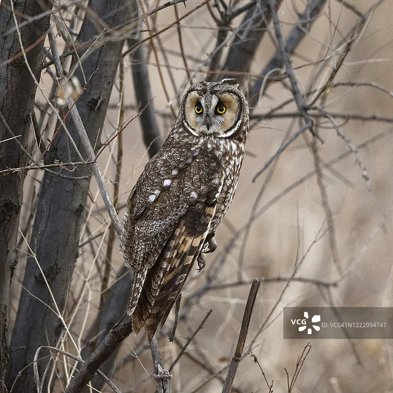 栖息在灌木丛中的长耳鸮图片素材