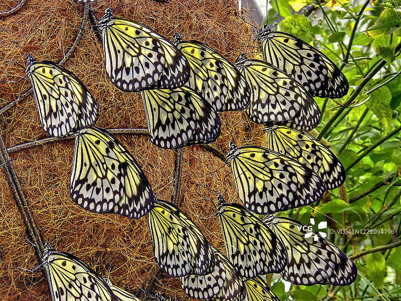 蝴蝶：树 nymph（Idea leuconoe）图片素材