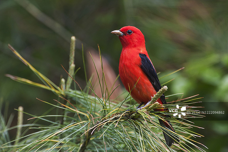 春季迁徙中的猩红比唐雀图片素材