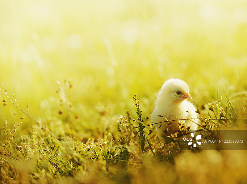 在草地上行走的小鸡图片素材