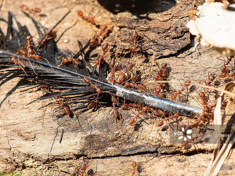 红蚂蚁群在木头中宰杀黑色羽毛图片素材