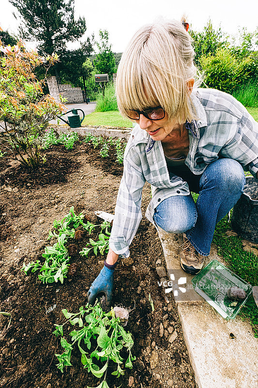 健康的植物和良好的土壤，只需要阳光和水图片素材