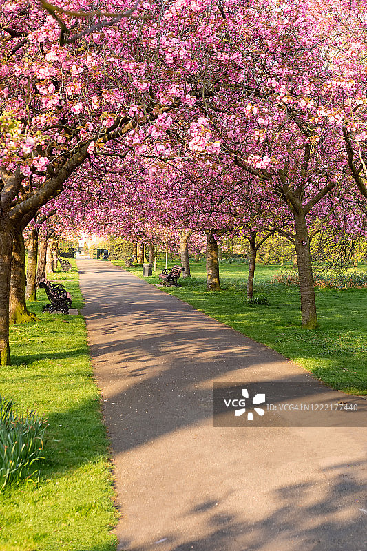 格林威治公园的樱花 II图片素材