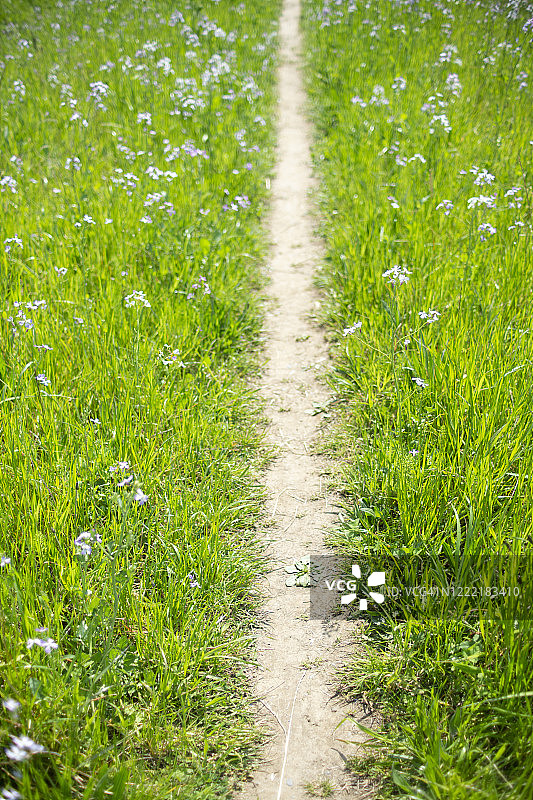 杂草丛中的小路图片素材