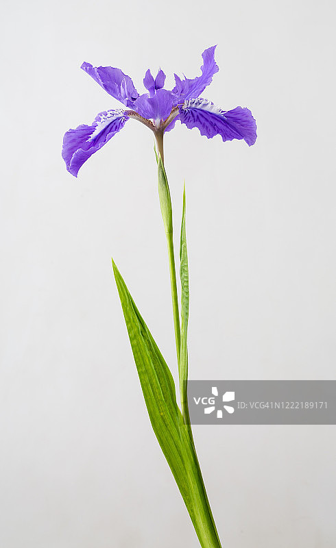 鸢尾花特写图片素材