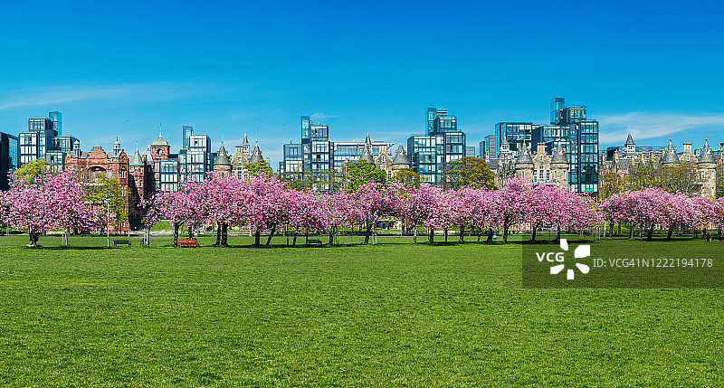 爱丁堡草甸的樱花图片素材