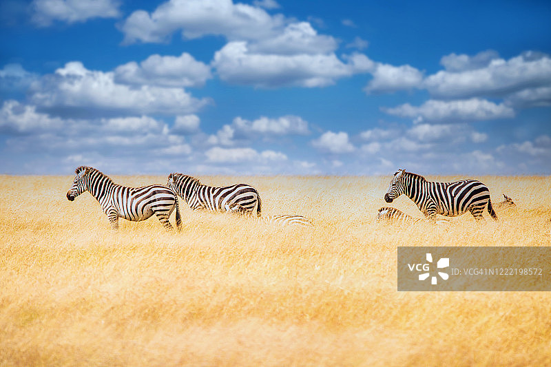 坦桑尼亚草原上的斑马群图片素材