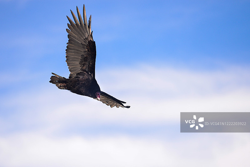 火鸡兀鹫飞行图片素材