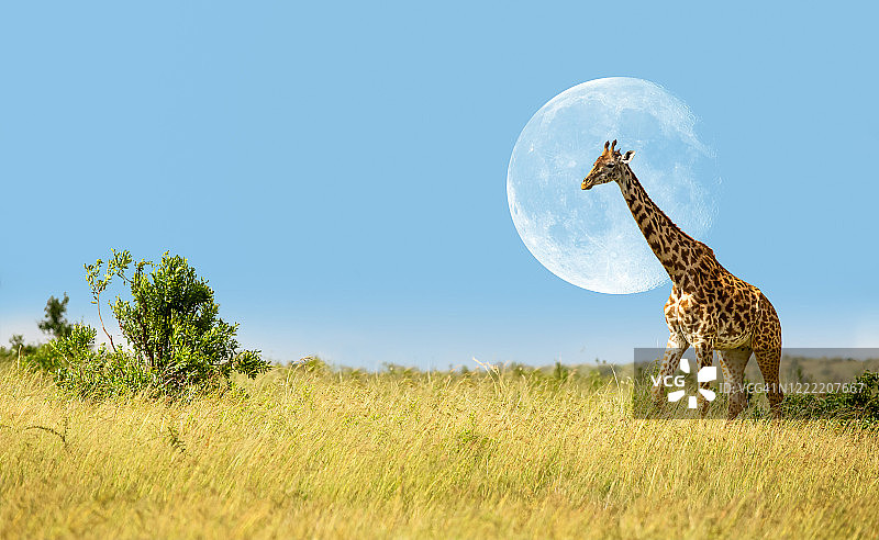 月光下的野生长颈鹿图片素材