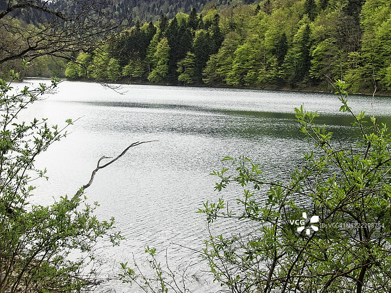 湖泊和森林图片素材
