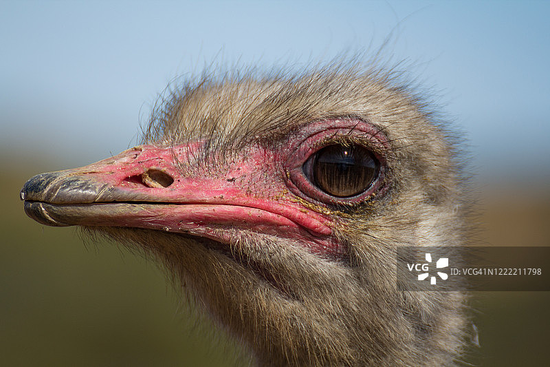 南非农场的鸵鸟特写图片素材