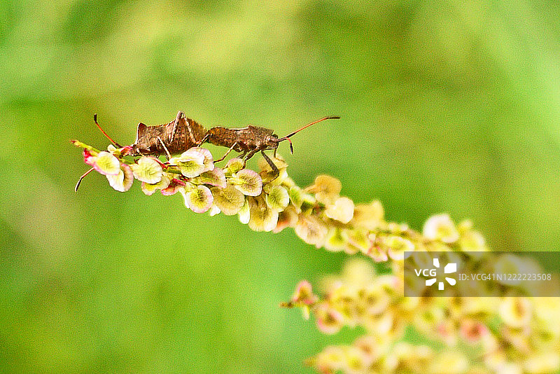 花朵上的棕色盾虫图片素材