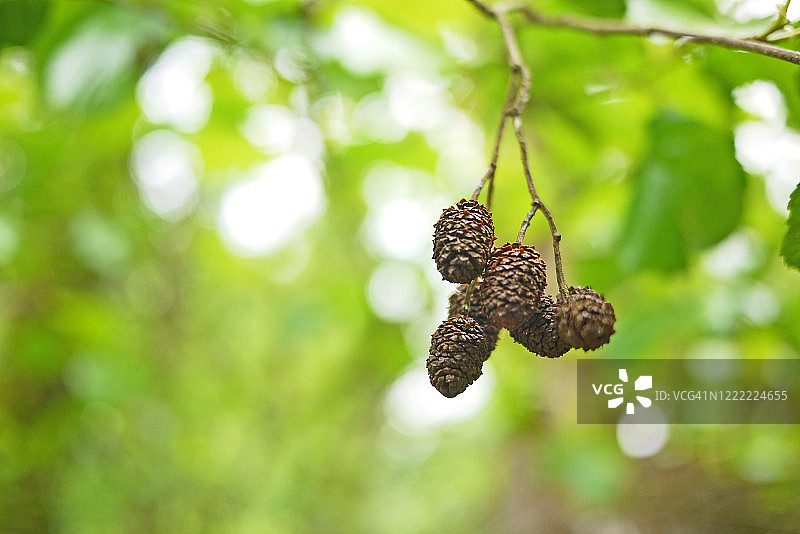 黑桤木的雄性锥状花朵特写图片素材