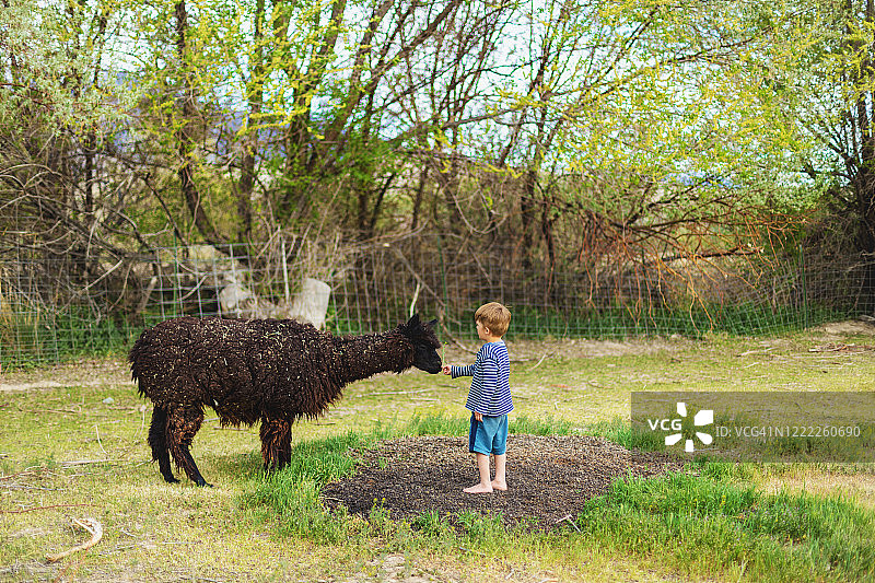 学龄前男孩喂养羊驼图片素材