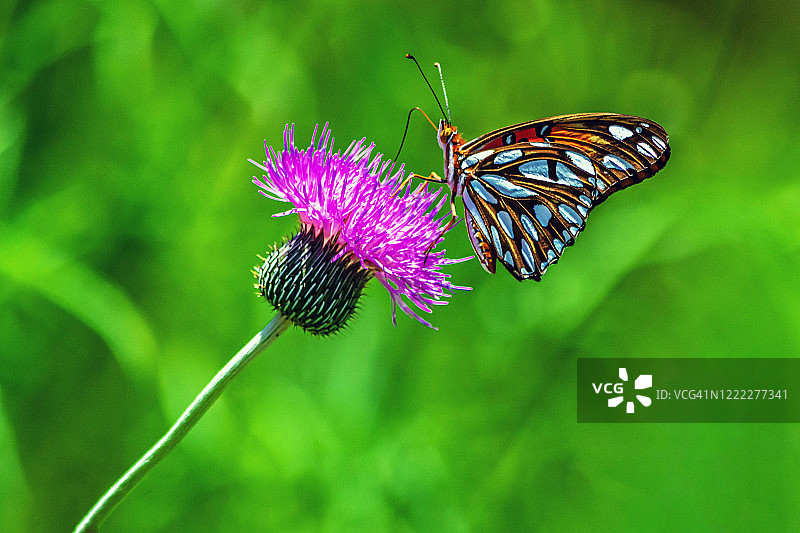 紫色德克萨斯蓟花图片素材