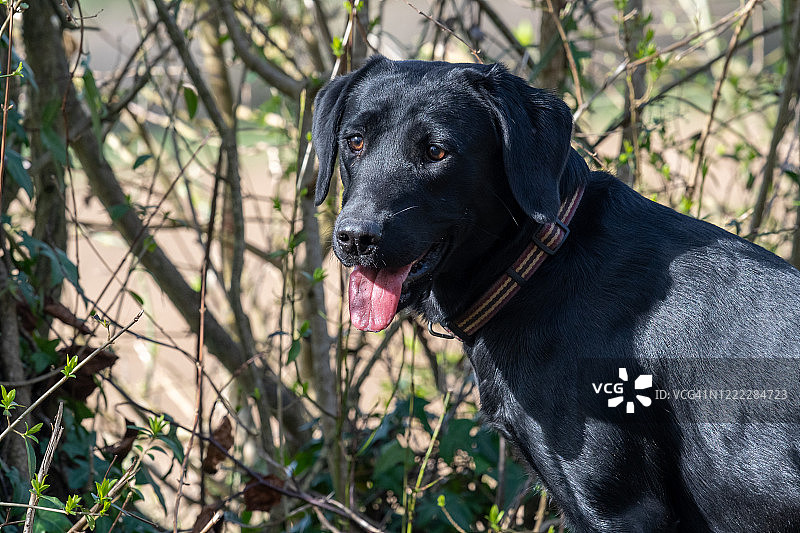 黑色拉布拉多小狗图片素材