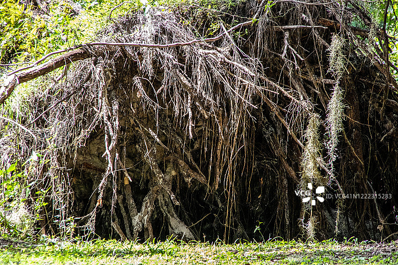 连根拔起的树图片素材