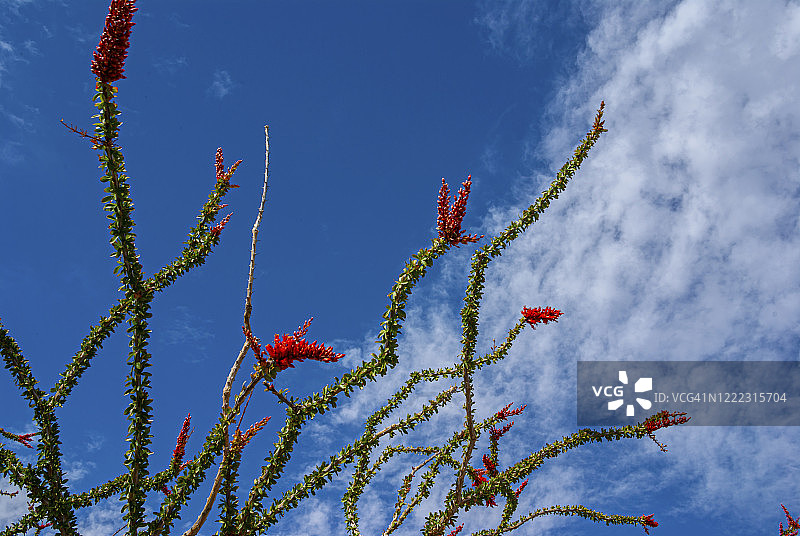 Fourquieria Splendens - Ocotillo图片素材