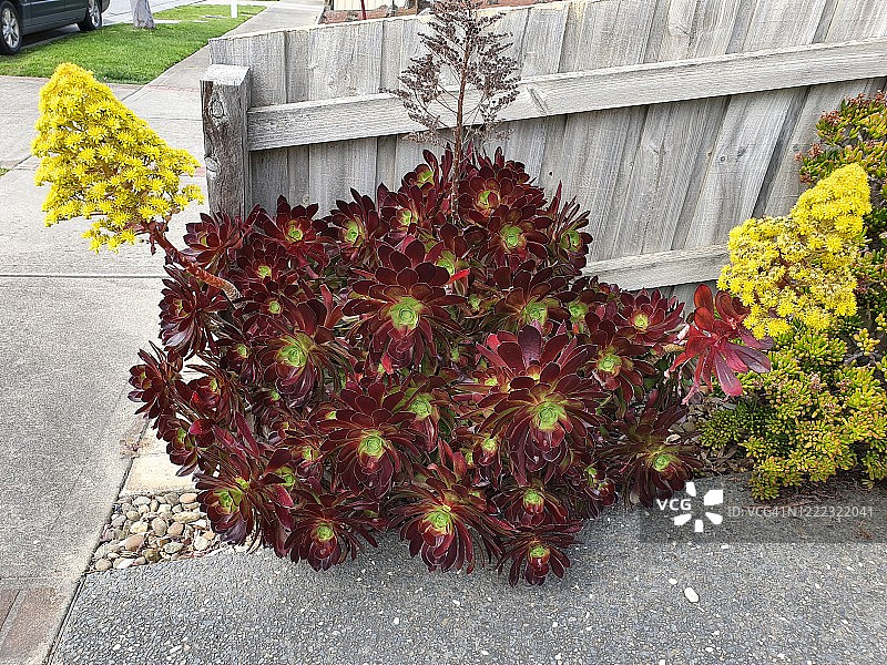 青锁龙属或称树状莲花掌图片素材