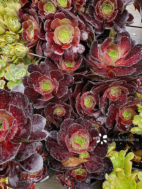 青锁龙属或称树状莲花掌图片素材